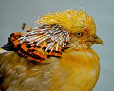 Золотой фазан