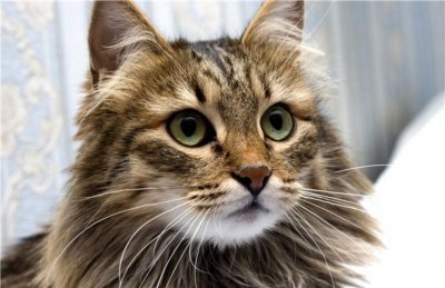 Сибирская кошка