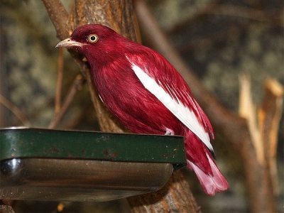 Котинга-помпадур