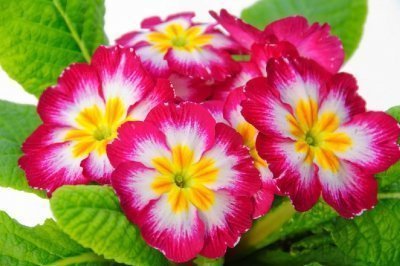 Комнатные растения с красивыми цветами, часть 4