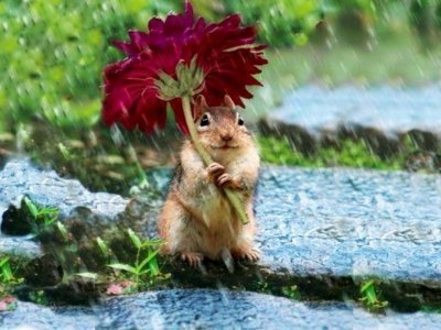 Животные под природными зонтиками