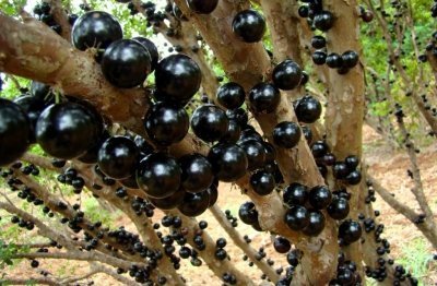 Жаботикаба (джаботикаба), бразильское виноградное дерево