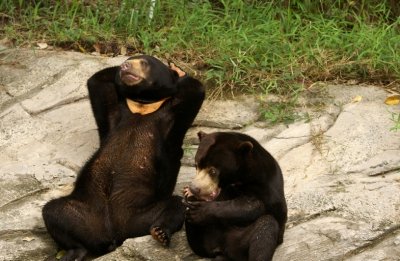 Малайский медведь, бируанг