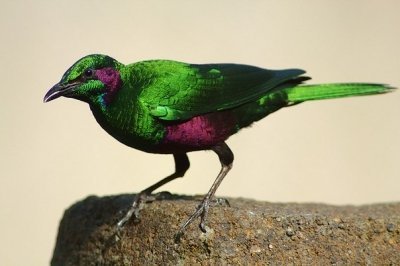 Изумрудный блестящий скворец