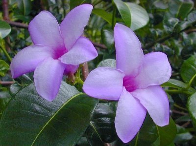 Комнатные растения с красивыми цветами, часть 5