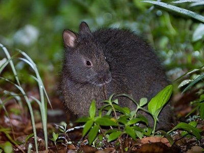 Лазающий заяц