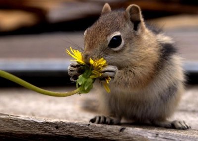 Животные, которые нюхают цветы