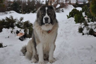 Овчарки, часть 2