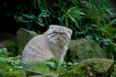 Редкие представители семейства кошачьих, часть 5. Манул