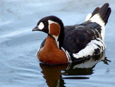 Краснозобая казарка