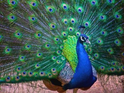 Индийский павлин