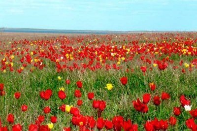 Долина степного тюльпана, Калмыкия, Россия