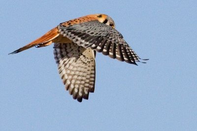 Воробьиная пустельга