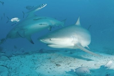 Красивые подводные фотографии морских обитателей