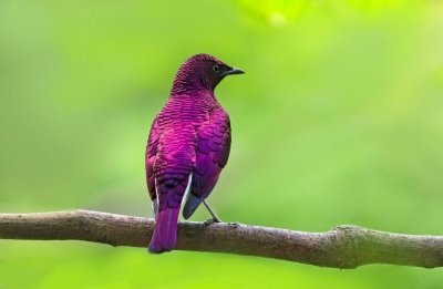 Аметистовый короткохвостый скворец