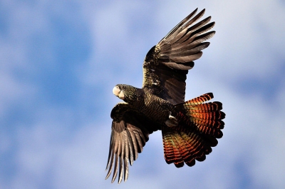 Траурный какаду Бэнкса