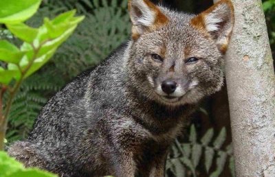 Дарвиновская лисица