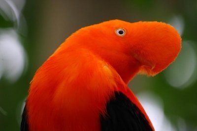 Андский скальный петушок