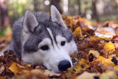 Сибирский хаски